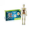 Human Anatomy – Aprender y descubrir: kit de modelo del cuerpo humano