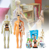 Human Anatomy – Aprender y descubrir: kit de modelo del cuerpo humano