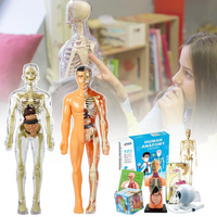 Thumbnail for Human Anatomy – Aprender y descubrir: kit de modelo del cuerpo humano
