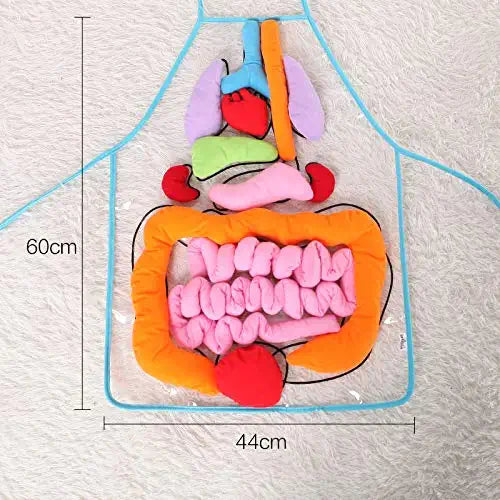 Anatomy Apron™ | Explora el cuerpo de forma interactiva - Delantal Anatómico Infantil