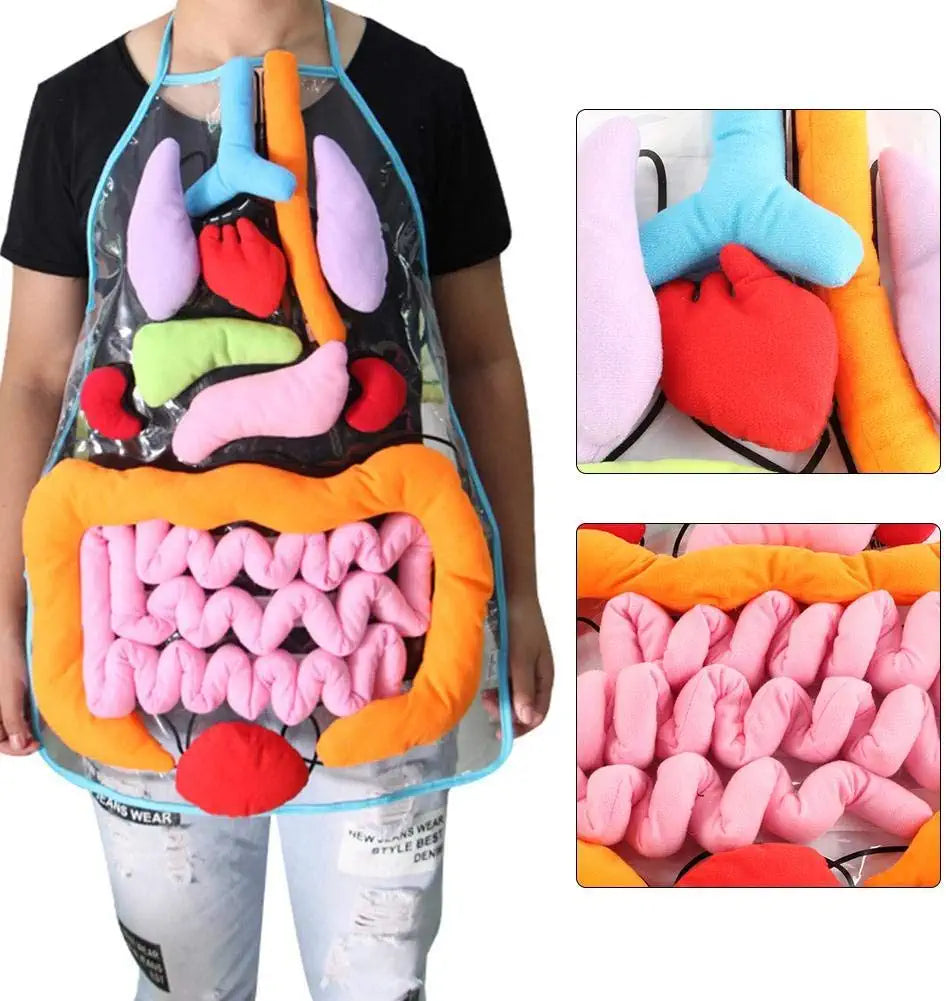 Anatomy Apron™ | Explora el cuerpo de forma interactiva - Delantal Anatómico Infantil