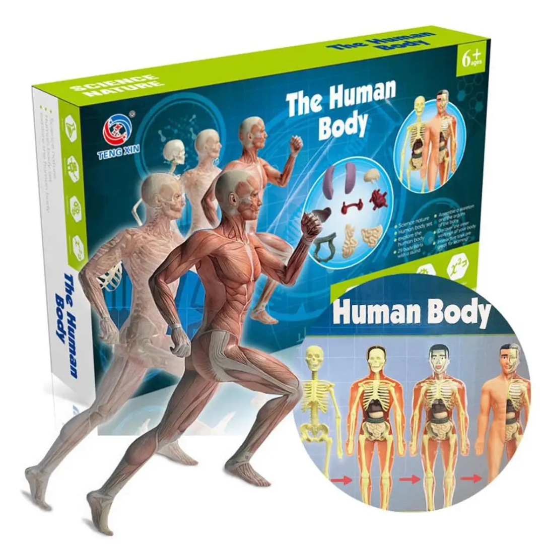 Human Anatomy – Aprender y descubrir: kit de modelo del cuerpo humano