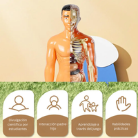 Thumbnail for Human Anatomy – Aprender y descubrir: kit de modelo del cuerpo humano