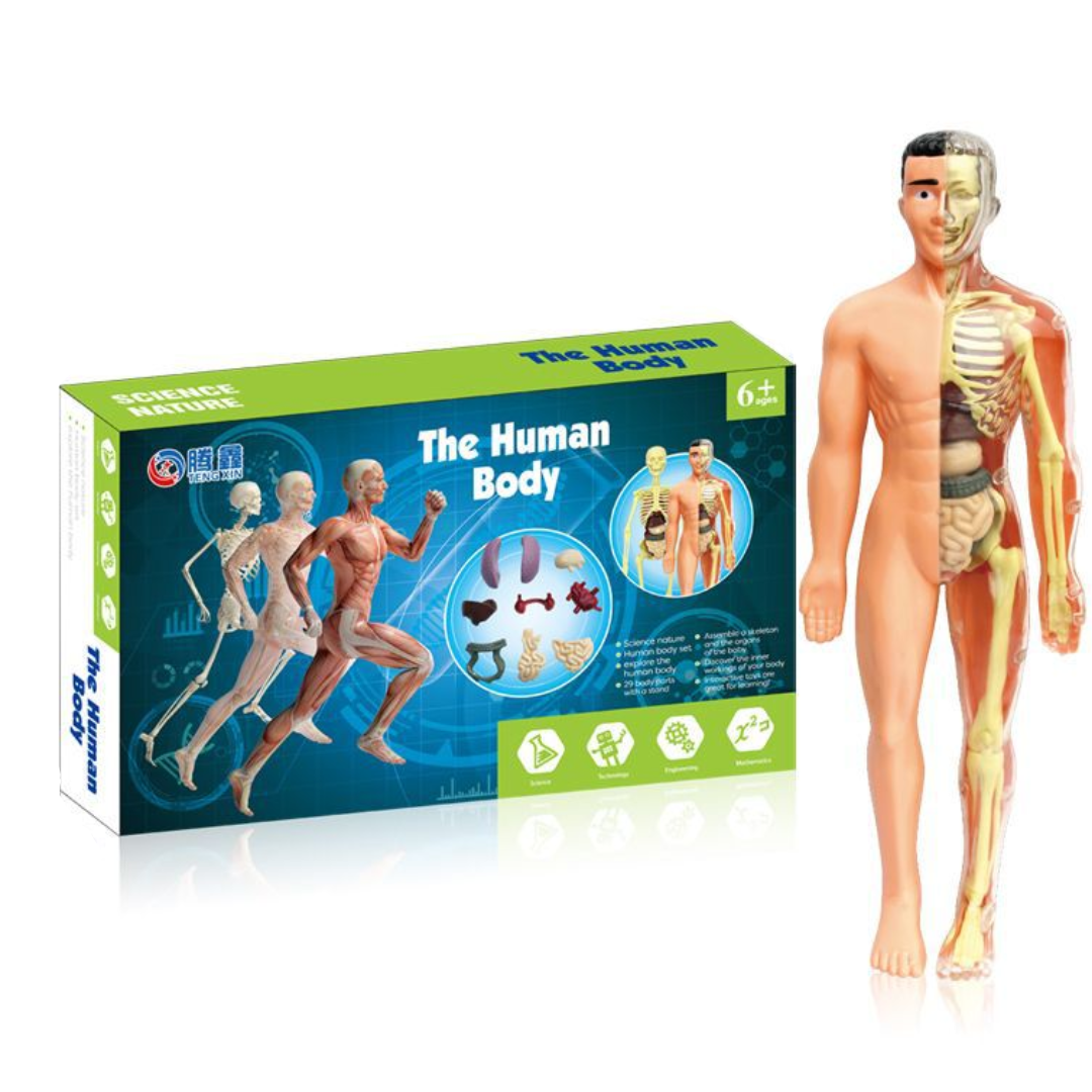 Human Anatomy – Aprender y descubrir: kit de modelo del cuerpo humano