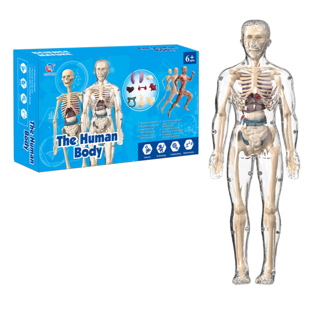 Human Anatomy – Aprender y descubrir: kit de modelo del cuerpo humano