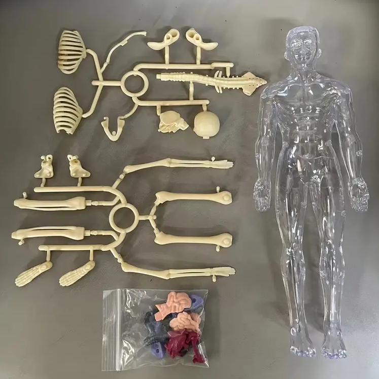 Human Anatomy – Aprender y descubrir: kit de modelo del cuerpo humano